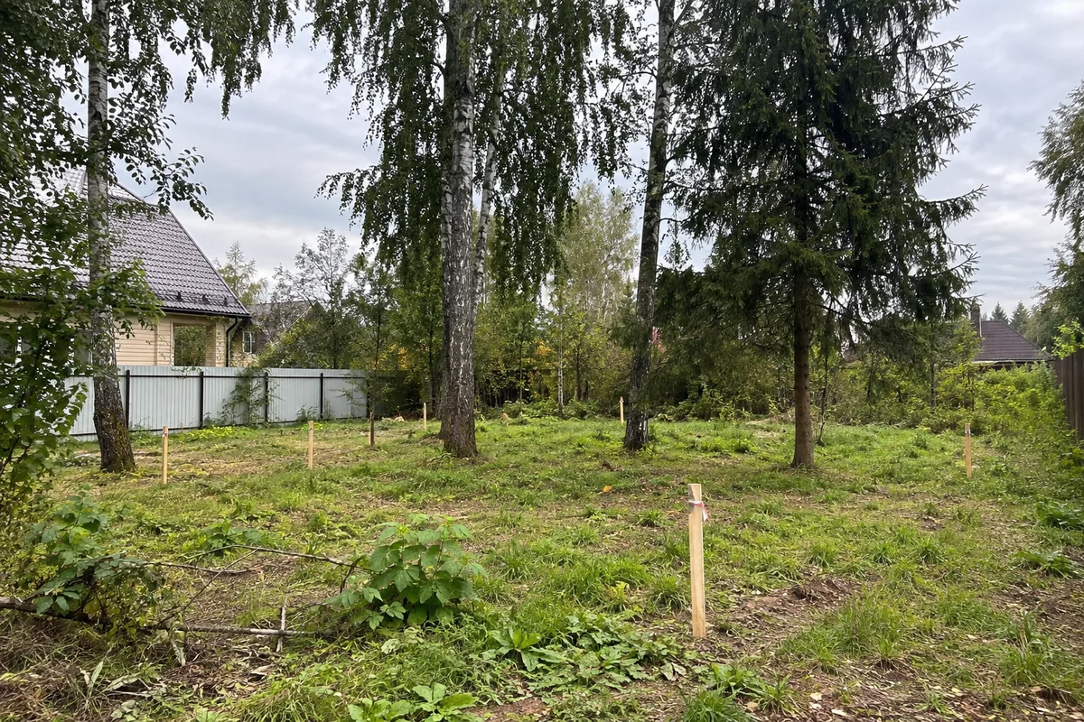 Размеченное место деревянного дома среди сохранённых берёз и елей
